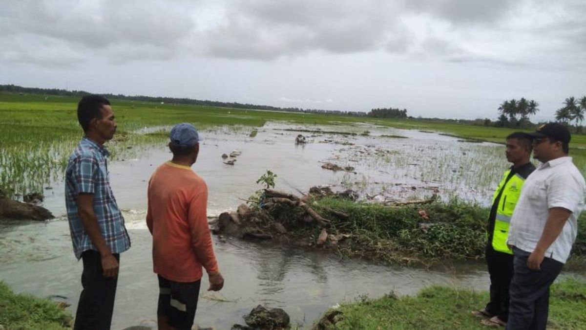 Farmers Fail To Harvest Imbas 4,093.15 Hectares Of Sawah In Pidie Aceh Flooded