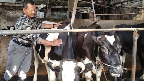 تفشي مرض الحمى القلاعية يجعل رواد أعمال الحليب في كودوس جاوة الوسطى لا يجرؤون على شراء أبقار حلوب جديدة ، وينخفض الإنتاج بمقدار 30 لترا يوميا