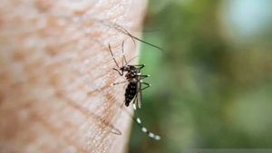 Aedes Aegypti蚊の咬傷によるデング熱の伝染に注意する