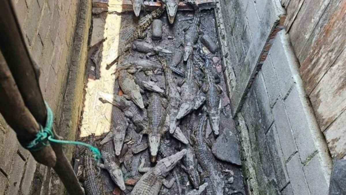 South Sumatra Police Unload Illegal Muara Crocodile Breeding In OKI