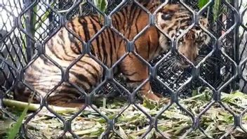 Three Sumatran Tigers Found Dead On The Border Of Protected Forest In Aceh
