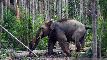 据称与牛群分离的野生大象进入亚齐再也2个村庄的边境定居点