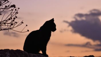 Bobby The Cat : 19 chats sauvages du palais mexicain : le statut d'un 