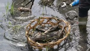 Ribuan Ikan Sapu-sapu Mati di Aliran Kali Baru Jaktim, <i>Kok</i> Bisa?