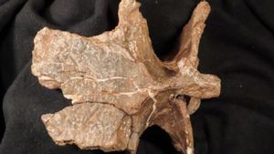 Ilmuwan di Argentina Berhasil Temukan Fosil Dinosaurus Lengan Kecil 