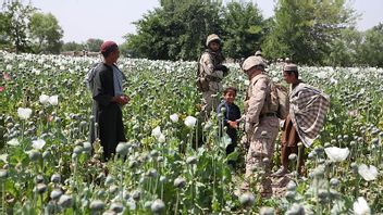 タリバンはアフガニスタンでオピウム栽培を禁止し、2022年4月3日現在の記憶の中で