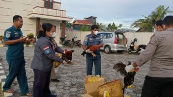Hindari Penyakit, 4 Ayam Bangkok Selundupan Dimusnahkan Karantina Ternate