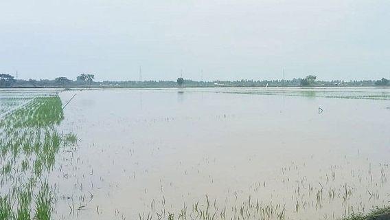 アチェ北部の田んぼ1,401ヘクタールが浸水