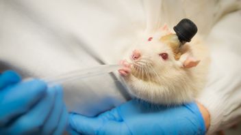 Swiss Citizens Reject Ban On Use Of Animals For Medical And Scientific Research