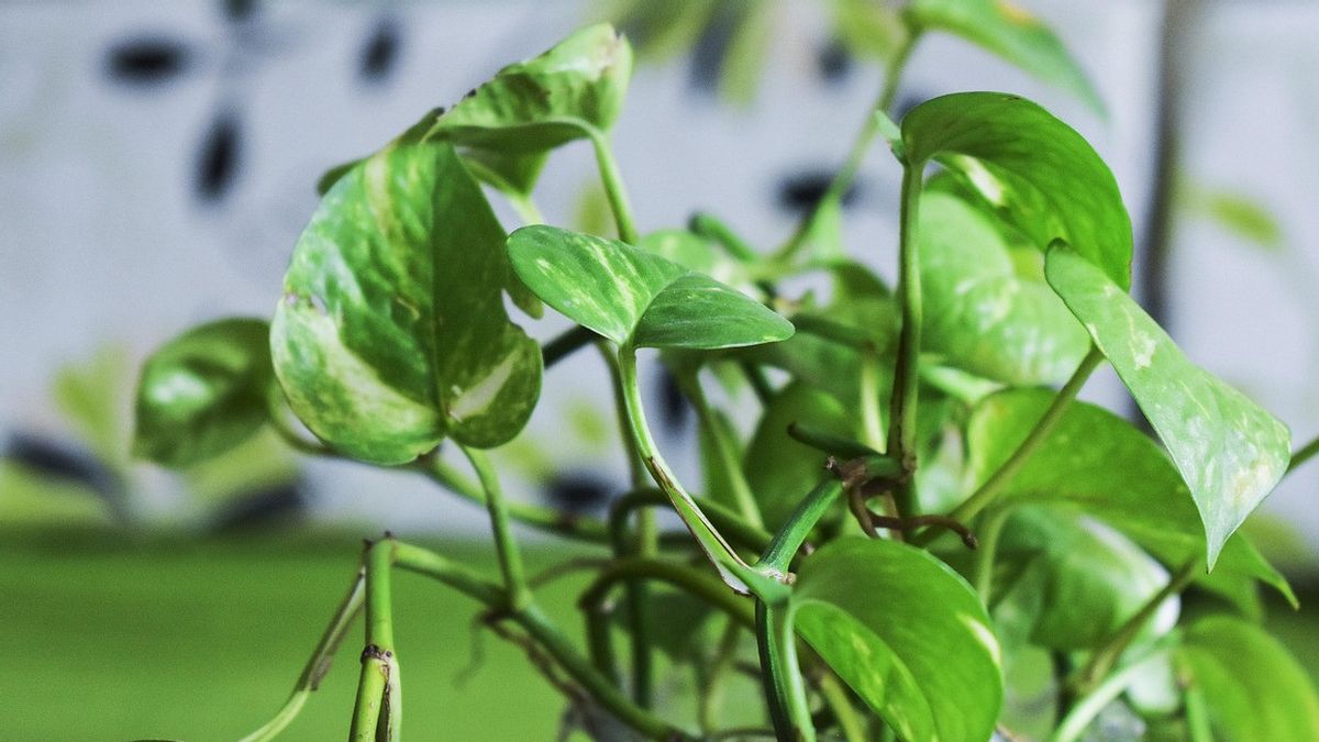 7 Kelompok Orang yang tidak Dianjurkan Mengonsumsi Daun Sirih, Yuk Cek Daftarnya! 