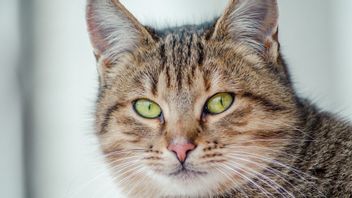 Mengenal 5 Ekspresi Kucing Dilihat dari Gerakan Matanya