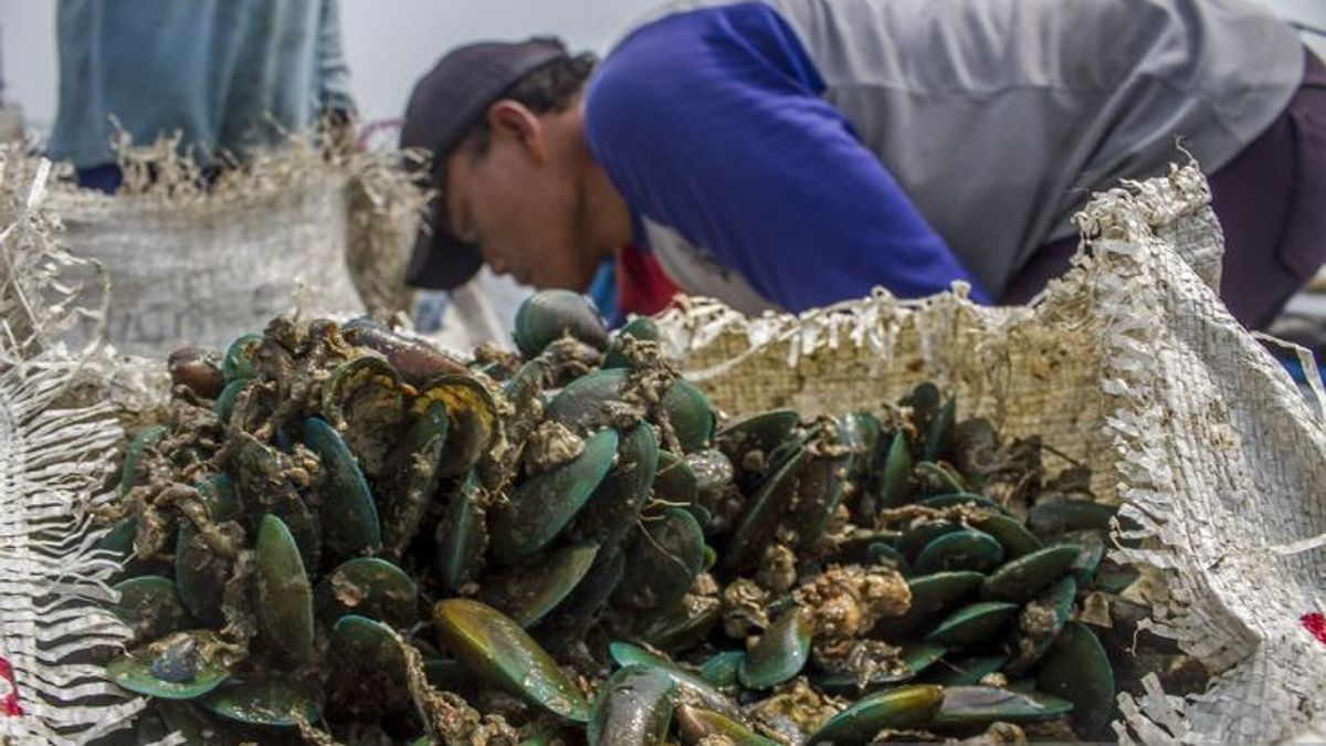 Barantin Sertifikasi 300 Kg Kerang Hidup Sebelum Diekspor dari Malut ke Thailand 