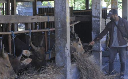 Cegah Penyakit Mulut dan Kuku, Surabaya Tolak Sapi dari 4 Daerah di Jatim