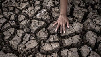 BPBD Records 7 Districts In Tangerang Affected By Drought Imbas El Nino