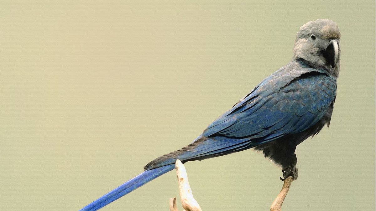 20 Tahun Menghilang di Alam Liar dan Terancam Punah, Burung Macaw Spix Bakal Dikembalikan ke Habitatnya