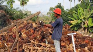 Saksi Akui HET Pemerintah Tak Bisa Imbangi Harga Keekonomian CPO