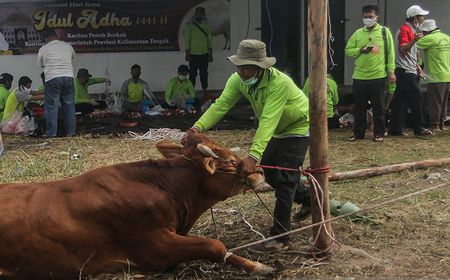 Alhamdulillah, Sri Mulyani dan Jajaran Pajak Kurban 16 Sapi dan 1 Kambing di Iduladha Tahun Ini