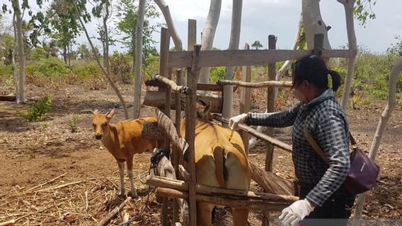 The Director General Of Central Affairs Proposed To The Minister Of Agriculture To Publish The Island Of Semau For Free Illic Diseases Of Brucellosis