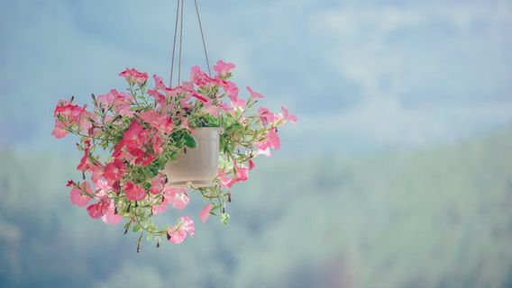 5种室内悬挂植物装饰您的家