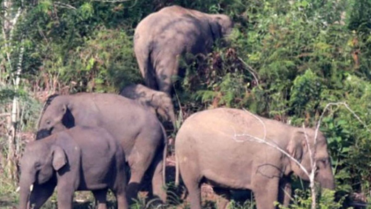 Warga Aceh Tengah Meninggal Terinjak Gajah Saat Mengusirnya dari Kampung