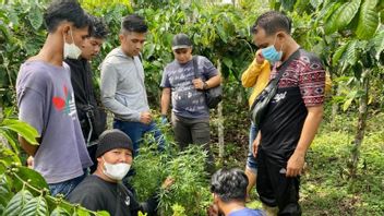 Polisi Temukan Tanaman Ganja di Lembah Masurai Merangin Jambi