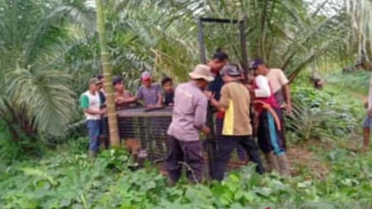 BKSDA Pasang Tanggap Tiger Penyerang Sampir Sapi Di Mukomuko Bengkulu