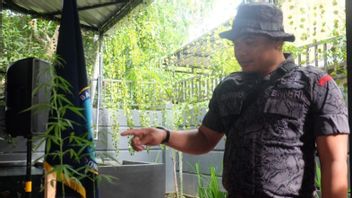 2 People In Balikpapan Arrested For One Kg Of Marijuana As Well As The Tree