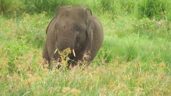 50 Gajah di Lahan Konservasi di OKI Selamat dari Karhutla, Api Dipadamkan Menggunakan Helikopter