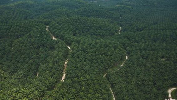 DPR Supports DJP Investigate 9 Million Hectares Of Palm Oil Land Not Paying Taxes