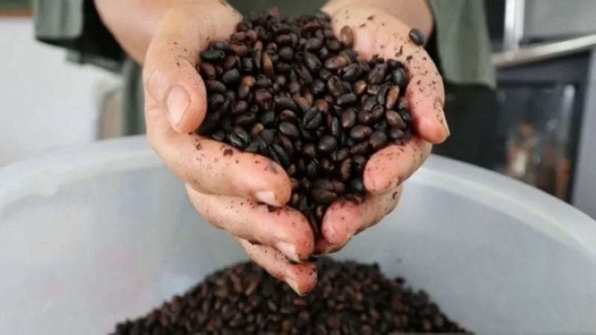 Indonesian Coffee Diplomacy Expected To Build RI-Qatar Atmosphere At Doha Expo 2023