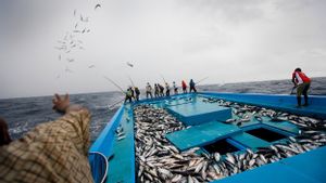 Tradisi Memancing Tradisional di Maladewa Lindungi Populasi Tuna untuk Masa Depan