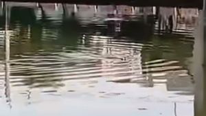 Viral, Pengunjung Ancol Kaget Lihat Penampakan Diduga Buaya di Permukaan Kali