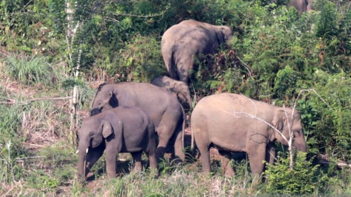 BKSDA Catat Ada 120 Ekor Gajah Sumatera Tersebar di TNBT Jambi