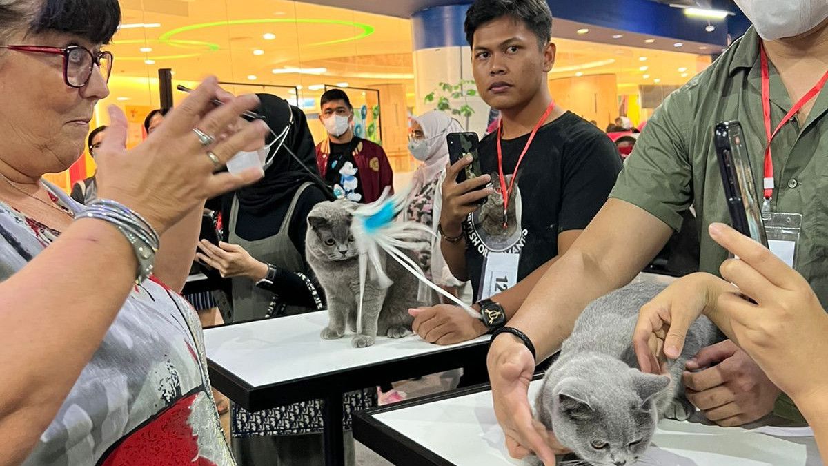 Sebanyak 188 Ekor Kucing Ikuti Lomba International Cat Show di Indonesia