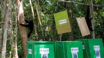 BKSDA South Sumatra Release 3 Owa Siamang Tails