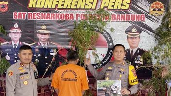 Planting 20 Batang Ganja In Pekarangan Rumah, 60-Year-Old Man In Bandung Arrested By Police