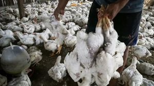 Antisipasi Flu Burung, Balai Karantina Jayapura Musnahkan Unggas Ilegal