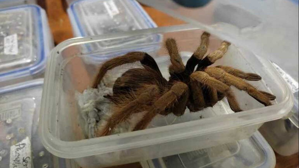 哥伦比亚当局又抓获了300多只狼蛛、蝎子和蟑螂试图走私到欧洲