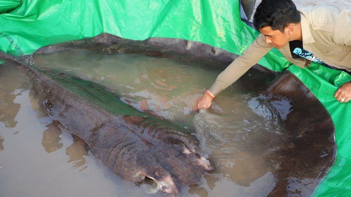 This May Be The Largest Documented Freshwater Fish