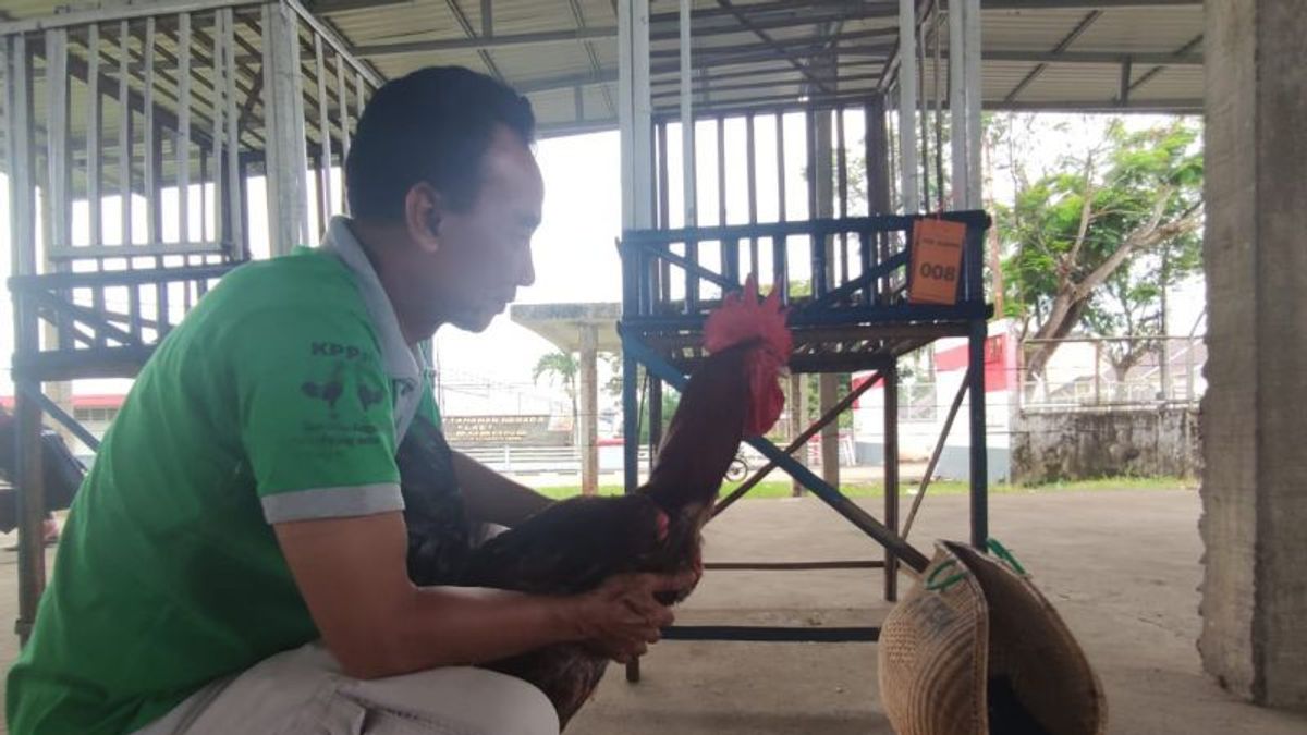 Jadi Primadona Kontes di Palembang, Ayam Pelung Trah Telaga Mendung Punya Bobot Terberat