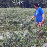 3 Desa di Boyolali Terdampak Hujan Abu Erupsi Gunung Merapi, BPBD Pastikan Warga Aman Terkendali