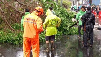 De fortes pluies, des arbres tombent dans le hameau, pas de morts