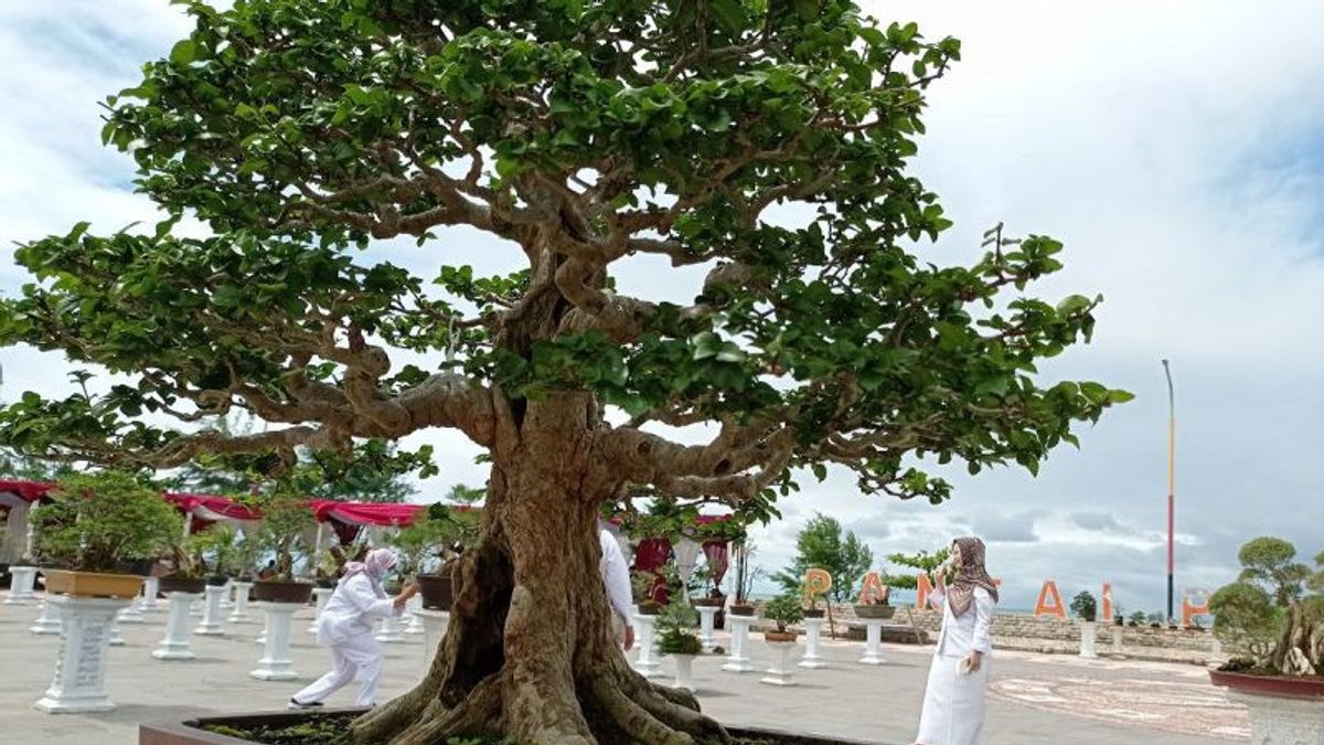 Bonsai Seharga Rp250 Juta Dipamerkan di Padang