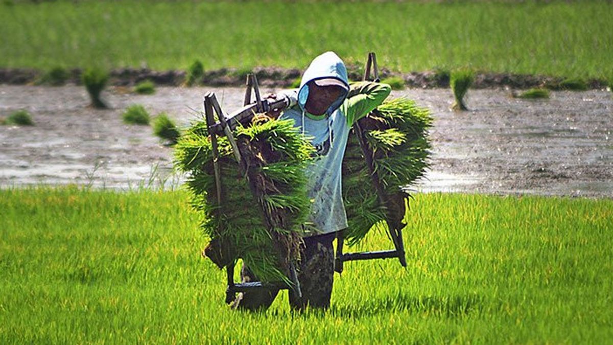 IPB拥有107个优质水稻作物品种和小麦替代品