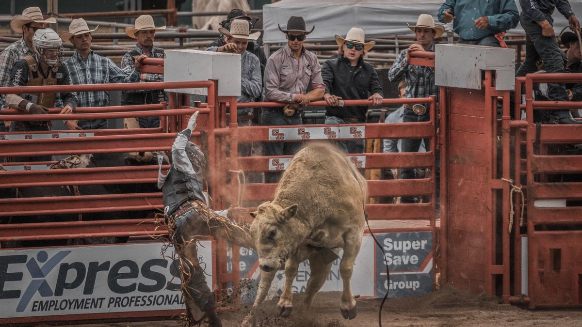 Rodeo Bull In Oregon Jumps Fence, 3 Spectators Injured