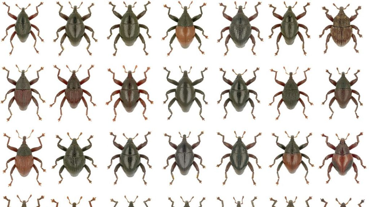 Les Chercheurs De BRIN Découvrent 28 Nouveaux Coléoptères, Nommés D’après Les Personnages De Gundala, Unyil Et Star Wars