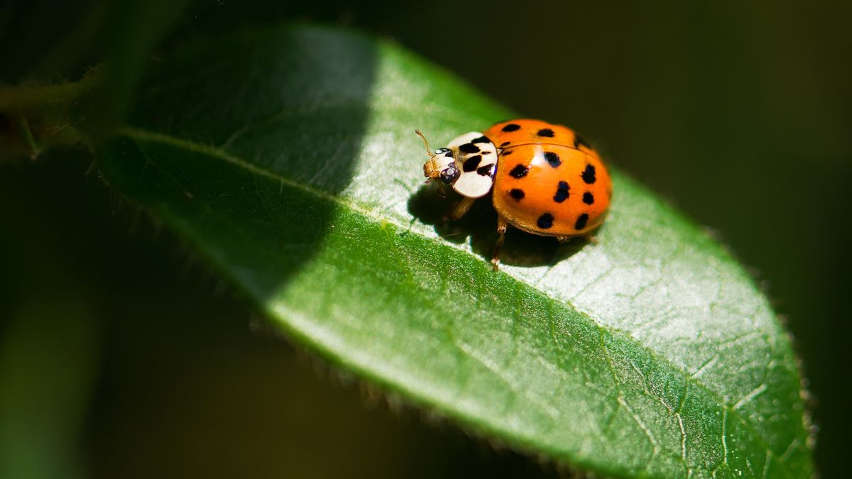 Don't Get Rid Of Them, It Turns Out That These 5 Types Of Insects Don't Interfere With Plants