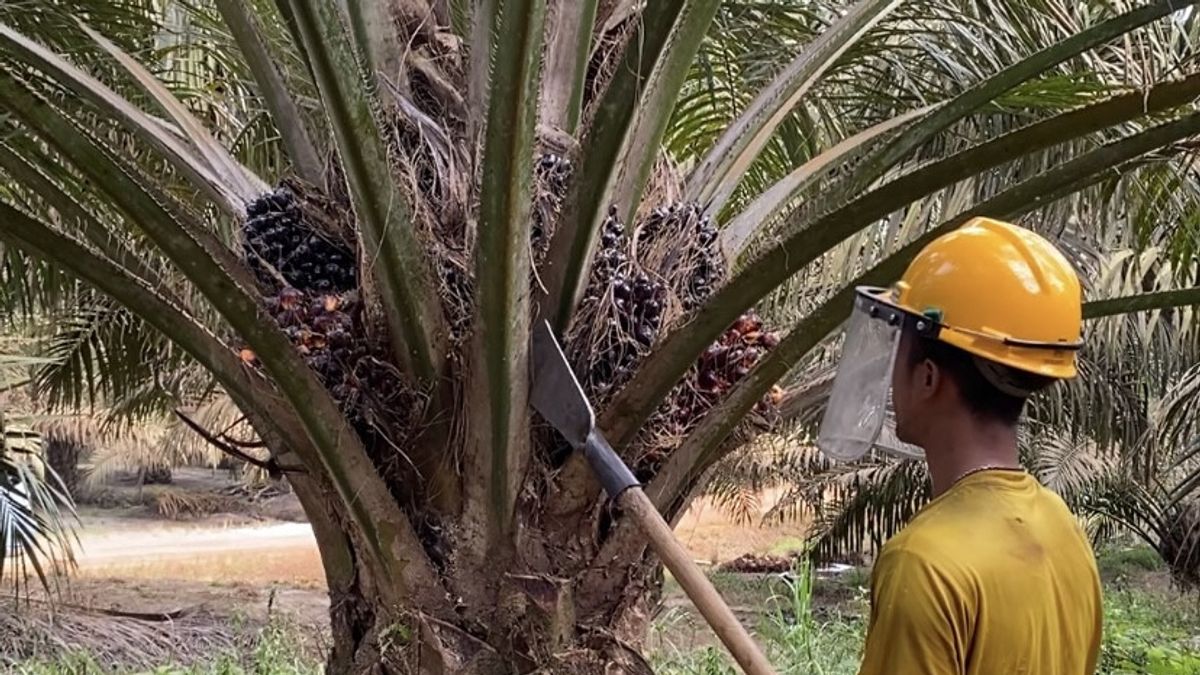 Gapki Beberkan Sejumlah Tantangan di Industri Sawit