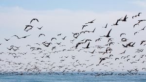 Miris, Studi Ungkap Tubuh 52 Persen Burung Laut di Dunia Tercemar Plastik 