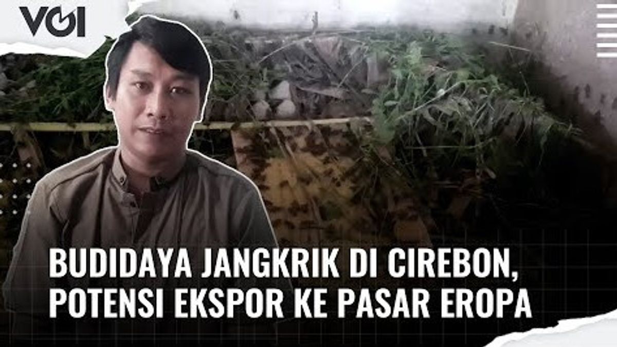 VIDEO: Budidaya Jangkrik di Cirebon, Potensi Ekspor ke Pasar Eropa
